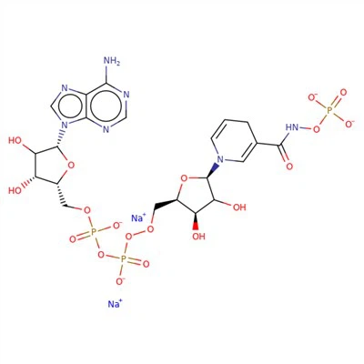 CAS:606-68-8|Beta-Nicotinamide Adenine Dinucleotide, Disodium Salt